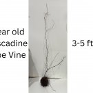 Premium Early Fry Muscadine Grape Vine - Bare Root Live Plants - 2 Year Old Bare Root