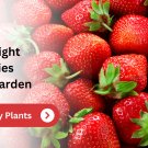 Limited Edition Mayflower June Bearing 100 Live Strawberry Plants, NON GMO Limited Edition Mayflower June Bearing 100 Live Strawberry Plants, NON GMO