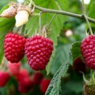 Top-Quality Raspberry plants 4 plants natural varieties NON GMO Top-Quality Raspberry plants 4 plants natural varieties NON GMO