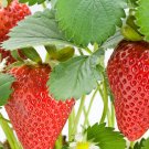 Exclusive Albion Everbearing(Day Neutrals) Strawberries Plants - Bare Root (pack of 20
