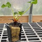 Premium Hand Picked Nursery Live Honeoye Strawberry Plugs-June Bearing Strawberry Plant Premium Hand Picked Nursery Live Honeoye Strawberry Plugs-June Bearing Strawberry Plant