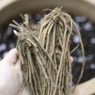 Best-Selling 10 Green Jersey Knight Live Asparagus Bare Root -2yr Crowns-Hand Picked Nursery Best-Selling 10 Green Jersey Knight Live Asparagus Bare Root -2yr Crowns-Hand Picked Nursery