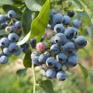 Top-Quality 1 Elliott Northern Highbush Blueberry - 2 Year Old Plants - Quart Size Plant