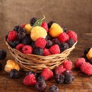 Top-Quality Raspberry Garden collection- 1 of each - Heritage, Anne, Joan and Tahi Top-Quality Raspberry Garden collection- 1 of each - Heritage, Anne, Joan and Tahi