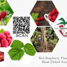Limited Edition Joan J Raspberry - 1 Red Raspberry Plant - Everbearing - Organic Grown - Limited Edition Joan J Raspberry - 1 Red Raspberry Plant - Everbearing - Organic Grown -