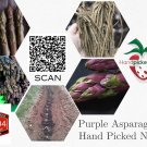 Premium 25 Purple Pacific Live Asparagus Bare Root -2yr Crowns - Hand Picked Nursery Premium 25 Purple Pacific Live Asparagus Bare Root -2yr Crowns - Hand Picked Nursery