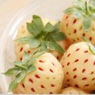 Exclusive 5 Pineberry Strawberry Fruit Plants - INCREDIBLY SWEET BERRY!