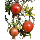 Limited Edition Puncia Granatum 'Afganski' - 1 Potted Plant - Exotic