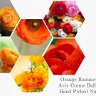 New Arrival 50 RANUNCULUS ORANGE SHADES BULBS New Arrival 50 RANUNCULUS ORANGE SHADES BULBS