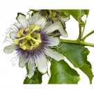 Top-Quality Passion Flower Live Plant 'Possum Purple' - Passion Fruit and Beautiful