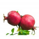 Exclusive Puncia Granatum 'Sirenevyi' - 1 Potted Plant - Exotic Plant
