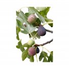 Best-Selling Fig Plant 'Black Mission' - Live Fig Tree Starter Plant - Sweet and Juicy Fruiti