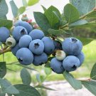 Limited Edition 1 Blueray Northern Highbush Blueberry - 2 Year Old Plants - Quart Size Plant Limited Edition 1 Blueray Northern Highbush Blueberry - 2 Year Old Plants - Quart Size Plant