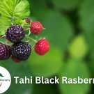 Best-Selling 2 Tahi Black Raspberry Plant -BUY 4 GET 1 0-Non GMO-0 Shipping