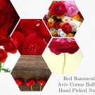 Top-Quality 25 RANUNCULUS RED SHADES BULBS Top-Quality 25 RANUNCULUS RED SHADES BULBS