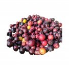 Best-Selling Grewia Asiatca 'Sherbet Berry' - 1 Potted Plant - Pollinator-friendly - Tropical Best-Selling Grewia Asiatca 'Sherbet Berry' - 1 Potted Plant - Pollinator-friendly - Tropical