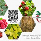 Premium 2 Heritage - Red Raspberry Plants - Everbearing - Organic Grown - Ready for Premium 2 Heritage - Red Raspberry Plants - Everbearing - Organic Grown - Ready for