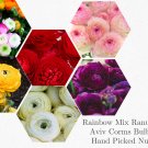 Premium 10 RANUNCULUS MIXED COLOR SHADES BULBS Premium 10 RANUNCULUS MIXED COLOR SHADES BULBS