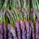 Top-Quality Asparagus Garden pack: Jersey Knight, Mary Washington, Purple Passion - 10 each Top-Quality Asparagus Garden pack: Jersey Knight, Mary Washington, Purple Passion - 10 each