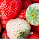 Best-Selling Pineberry, 10 Strawberry Plants - Bare Root