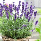 Top-Quality 600+ Lavender Seeds | Fresh English Lavender Plant Seeds Non-GMO | 0 Shipping Top-Quality 600+ Lavender Seeds | Fresh English Lavender Plant Seeds Non-GMO | 0 Shipping