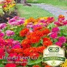 New Arrival Zinnia - California Giant Mix Seeds | Colorful Flower Blooms Fresh Seeds New Arrival Zinnia - California Giant Mix Seeds | Colorful Flower Blooms Fresh Seeds
