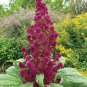 Premium Red Garnet Amaranth MICROGREEN Herb Sprouting Seeds | Non-GMO Garden Seeds