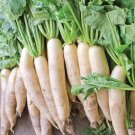 Premium 42,000+ Daikon Radish Seeds 1 lb - Non-GMO Cover Crop Seeds 0 Shipping USA Premium 42,000+ Daikon Radish Seeds 1 lb - Non-GMO Cover Crop Seeds 0 Shipping USA
