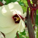 Best-Selling 100 Red Burgundy Okra Seeds