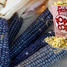 New Arrival 30+ Shaman's Blue Popcorn Seeds | Grow your own Popcorn