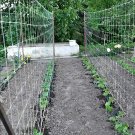 Top-Quality 5 ft x 15 ft Trellis Plant Netting | Indoor or Outdoor Garden Netting