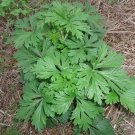 Best-Selling Mugwort Seeds (Artemsia-Vulgaris) | Non-GMO | Herbs | Fresh Garden Seeds Best-Selling Mugwort Seeds (Artemsia-Vulgaris) | Non-GMO | Herbs | Fresh Garden Seeds