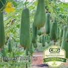 Premium Luffa Gourd Sponge Seeds | Non-GMO | Heirloom | 25+ Fresh Garden Seeds from USA