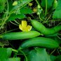 Premium Luffa Gourd Sponge Seeds | Non-GMO | Heirloom | 25+ Fresh Garden Seeds from USA
