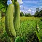 Premium Luffa Gourd Sponge Seeds | Non-GMO | Heirloom | 25+ Fresh Garden Seeds from USA
