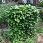 Top-Quality Blue Lake POLE Bean Seeds | Non-GMO | Fresh Garden Seeds BULK