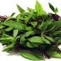 Premium Thai Basil Seeds
