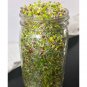 Exclusive Sprouting Lid Kit w/ Broccoli Seeds | Non-GMO | Includes 2 Lids + Broccoli Seeds