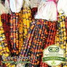Exclusive Rare Indian Ornamental Corn Seeds for planting | Non-GMO | Bulk Garden Seeds Exclusive Rare Indian Ornamental Corn Seeds for planting | Non-GMO | Bulk Garden Seeds