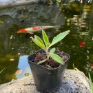 Limited Edition Rooted Kalanchoe Mother of Thousands Plant (Cactus Succulent) 3""+ tall Limited Edition Rooted Kalanchoe Mother of Thousands Plant (Cactus Succulent) 3""+ tall
