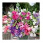 Premium Dwarf Sweet Pea Bijou Mix Seeds | Non-GMO Annual Flower Seeds in BULK
