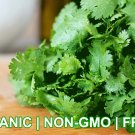 New Arrival Heirloom Cilantro Seeds | Non-GMO | Read desc. why our seeds cost a little more New Arrival Heirloom Cilantro Seeds | Non-GMO | Read desc. why our seeds cost a little more