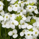 Premium 200+ White Rock Cress Arabis Alpina Seeds | Perennial Groundcover USA Ships 0 Premium 200+ White Rock Cress Arabis Alpina Seeds | Perennial Groundcover USA Ships 0