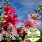 Best-Selling Hollyhock Flower Seeds Color Mix White-Pink-Red-Yellow | Fresh Garden Seeds