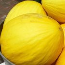Limited Edition Crenshaw Melon Fruit Seeds