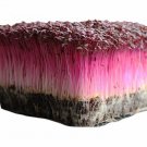 New Arrival Bulk Microgreen Seeds - Amaranth Red Garnet | Non-GMO Vegetable Mico Green Seeds