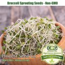 Best-Selling Broccoli Seeds for Sprouting | Non-GMO | Fresh Sprouting Seeds