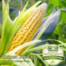 Exclusive Trucker's Favorite Yellow Corn Seeds | Non-GMO | Fresh Garden Seeds BULK Exclusive Trucker's Favorite Yellow Corn Seeds | Non-GMO | Fresh Garden Seeds BULK