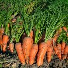 Premium Royal Chantenay French Carrot Seeds | NON-GMO | Heirloom | Fresh Vegetable Seeds