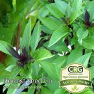 Top-Quality 500+ Anise Basil Seeds | Non-GMO | Heirloom Vegetable & Herb Garden Seeds USA